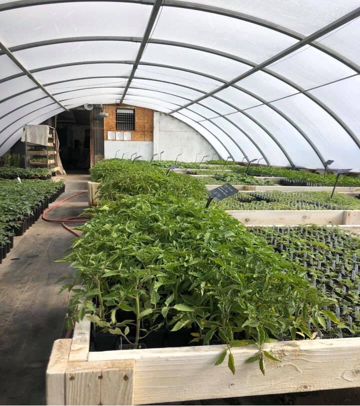 greenhouse